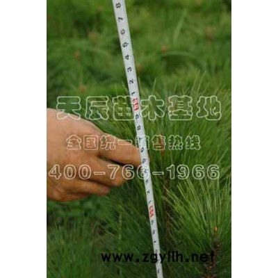 高度1.5米至2.5米五角枫小苗