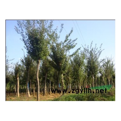 白玉兰，合欢，含笑，木瓜，七叶树，红叶李，柿子树，核桃树,