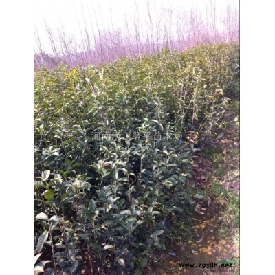 河南梅花苗圃直供 梅花自产自销 梅花价格优惠