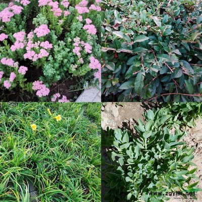 包头苗圃供应2年新疆杨垂柳,山桃,油松云杉,国槐等苗木及花籽