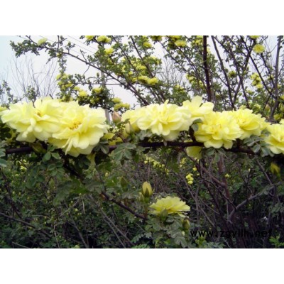 黄丁香、爬地柏、迎春