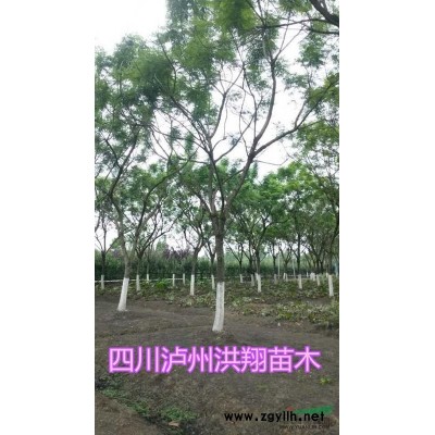 低价大量供应香樟
