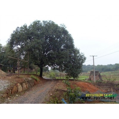 大量供应对节白腊盆景