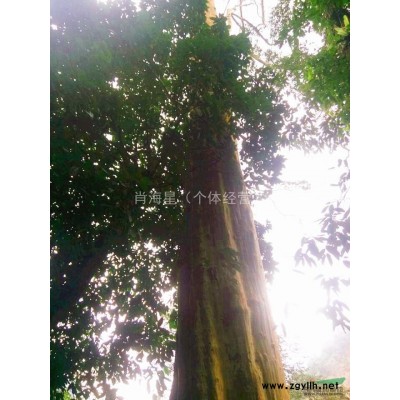 超低价格抛售1000颗9-14公分直径的八月桂只要15万