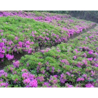 供应红皮榕地苗胸径4-5公分大量