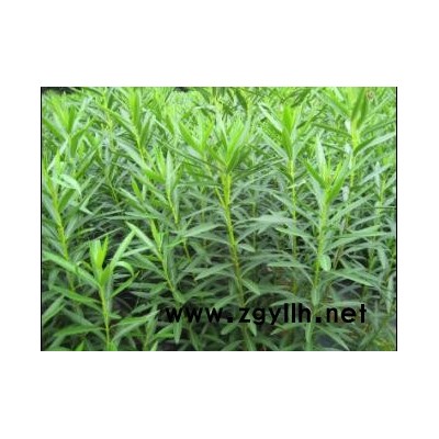 80-150CM夹竹桃和红叶石楠