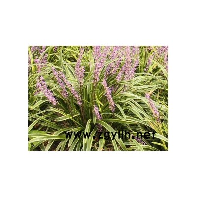 红叶石楠球、麦冬