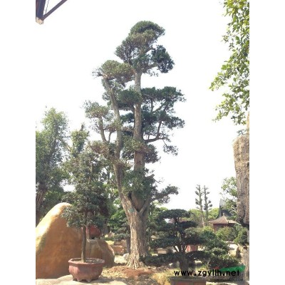 榕树（红榕） 编号：8508