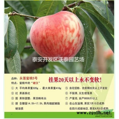 金丝四号枣树苗 枣树苗种植简单易管理  冬枣 葫芦枣品种*