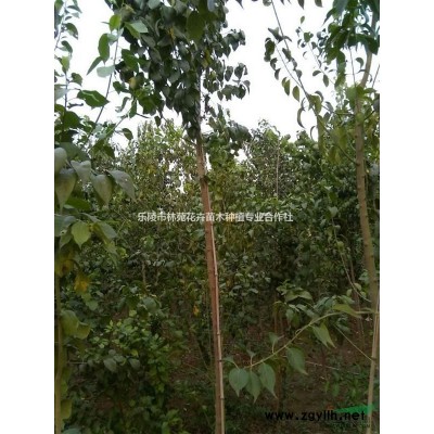 山东4公分丝棉木小苗报价|丝棉木苗木价格