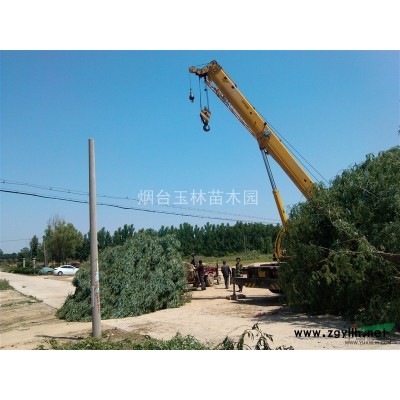 山东金叶女贞球，金叶女贞球，烟台金叶女贞球