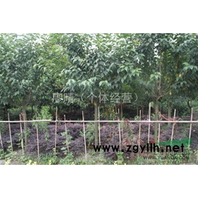 供应红叶石楠 成都万树园林长期供应红叶石楠  价格量大从优