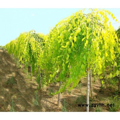 聊城髙唐金叶榆