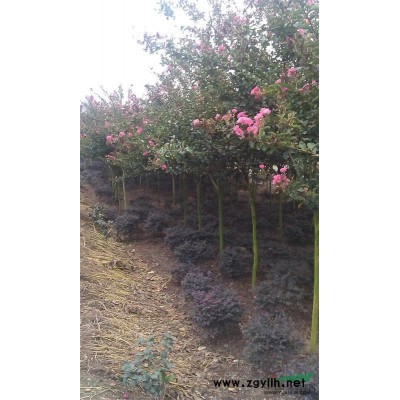 紫薇整圃出售