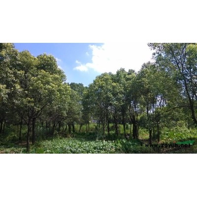 浙江台州紫薇7-8公分 约400棵 价格从优