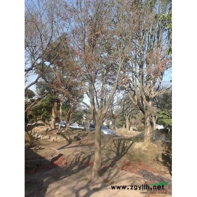 光杆香樟报价/江苏光杆香樟报价