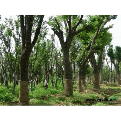 潍坊冠明供应20-60公分国槐