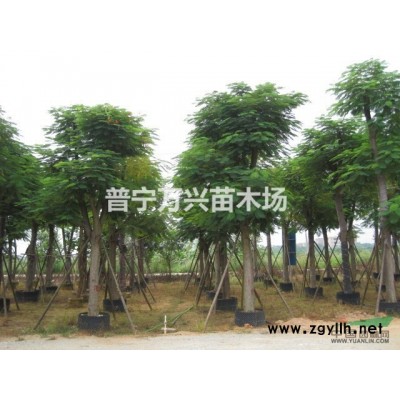 供应云南凤凰朩