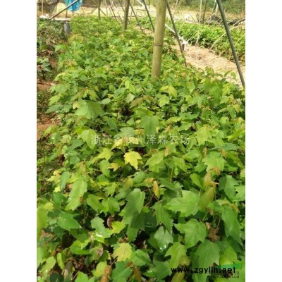 美国红枫系列；珍稀坚果～香榧苗