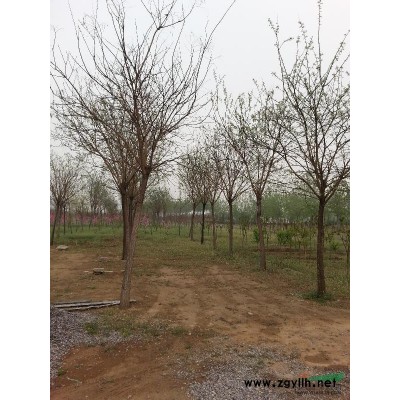 供应樱花、碧桃、国槐、龙爪槐、白腊、法桐、紫叶李、西府海棠