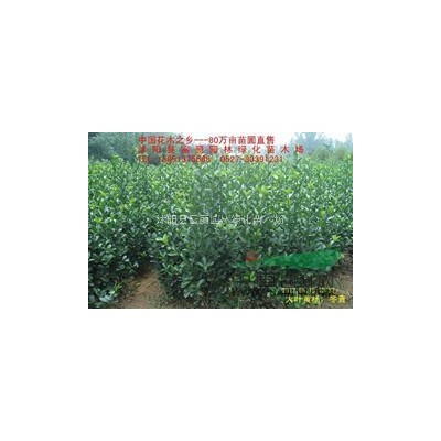 垂柳，青皮柳，黄柳，金丝垂柳价格 基地粗2-5-10-25公