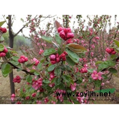 北美海棠专卖，红榉、朴树、三角枫、大叶女贞等绿化苗木供应