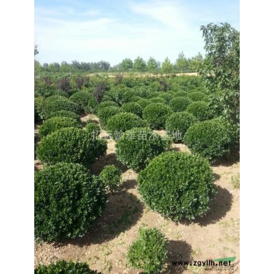 山东大叶黄杨工程苗