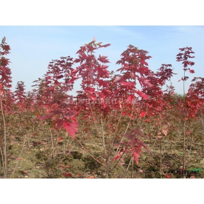 一年生美国红枫