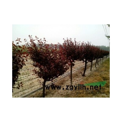 供应1年生红叶李树苗，红叶李小苗