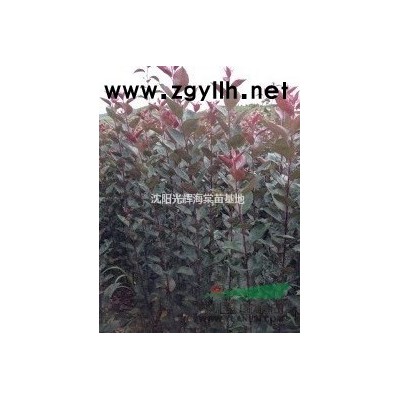 紫罗兰海棠苗价格