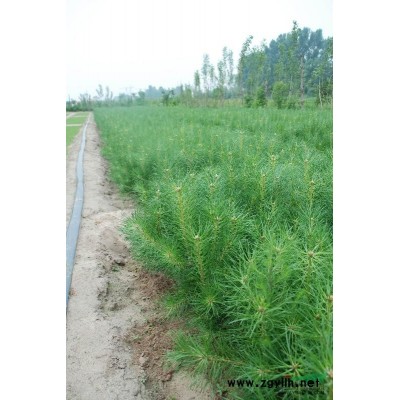 常年出售樟子松（1-5年）生树苗