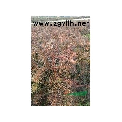 供应杉树苗、杉苗、国外松、桂花苗、香樟等各种苗木