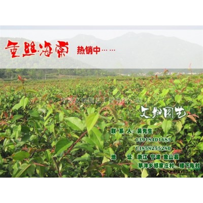 罗汉松，浙江罗汉松，低价罗汉松