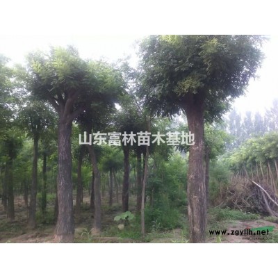 5公分、6公分、8公分、10公分的国槐价格10~50元。