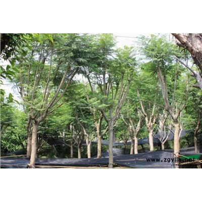 福建中东海枣（银海枣）