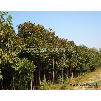 鸡爪槭 鸡爪槭小苗 江苏鸡爪槭基地直供