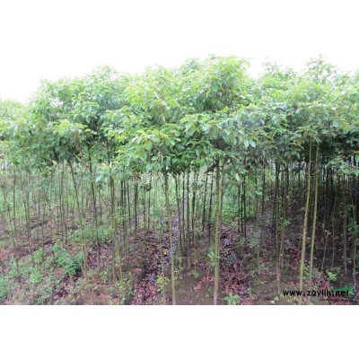 大量香樟树苗出售