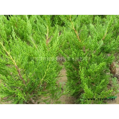 大叶女贞价格，大叶女贞苗子价格