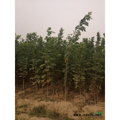 50万金娃娃萱草、1.7米高的５万棵北海道黄杨