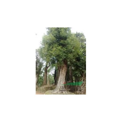 江西大规模樟树