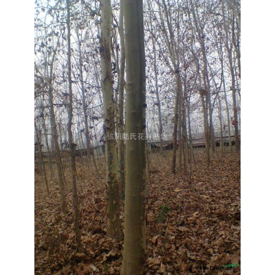 油松、油松供应、油松价格、油松图片、油松特性