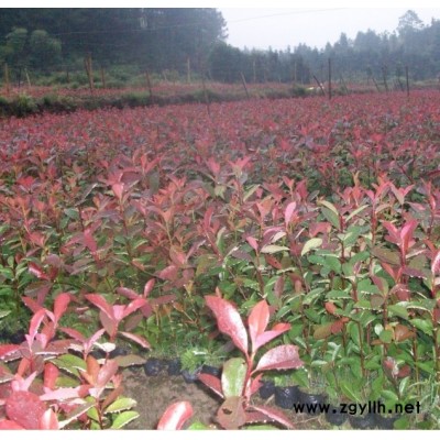 红叶石楠30公分营养杯苗