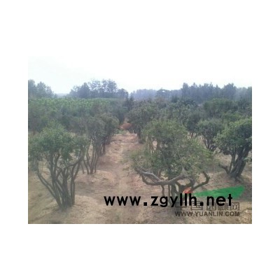 出售供应映山红树桩，映山红小苗