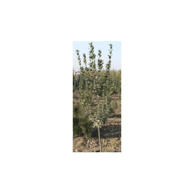 供应北海道黄杨等苗木