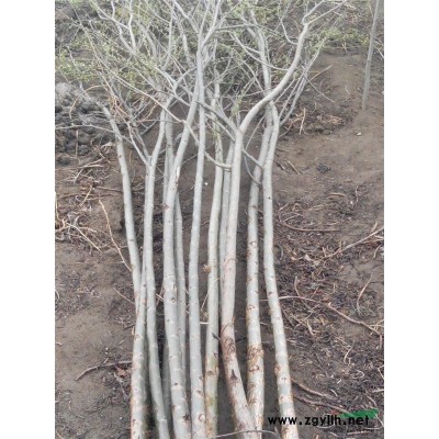 河北唐山遵化出售速生柳速生杨紫丁香