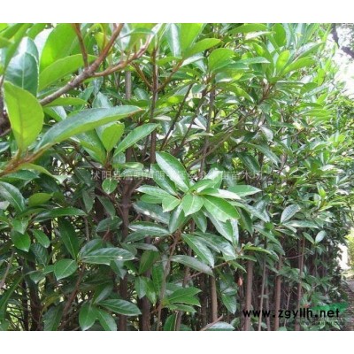 国槐 江苏国槐 苏北国槐 国槐价格 报价 国槐苗圃苗 大规格