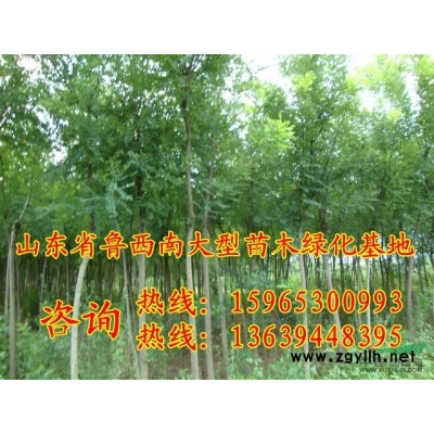 20公分白蜡*新价格