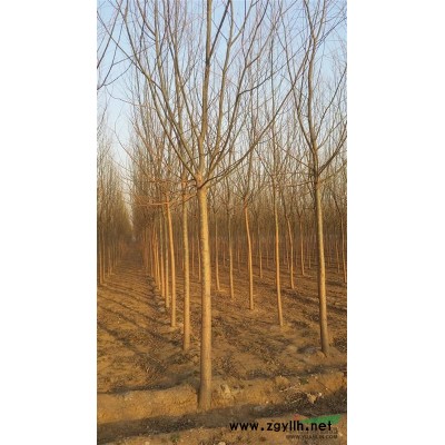 供应垂柳、速生柳、竹柳、红花紫薇