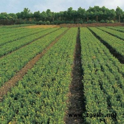 蜀侩，金叶女贞，红叶小檗，迎春，扶芳藤，黄杨