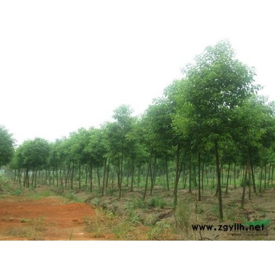 大量供应香樟树